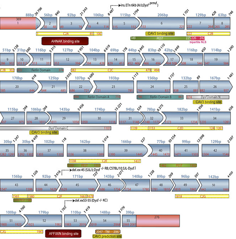 DYSF_all_domains.PNG