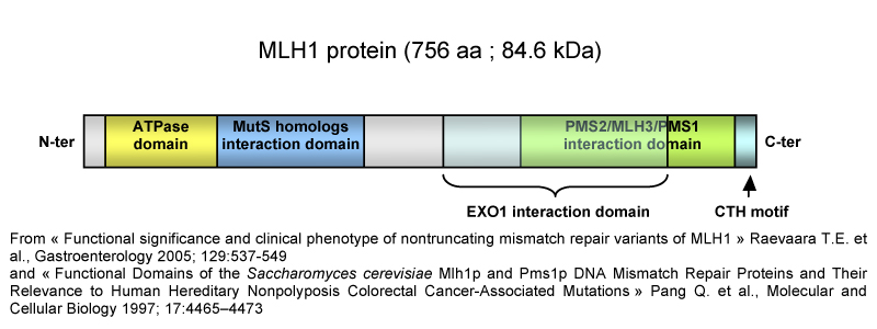the umd mlh1 database the protein