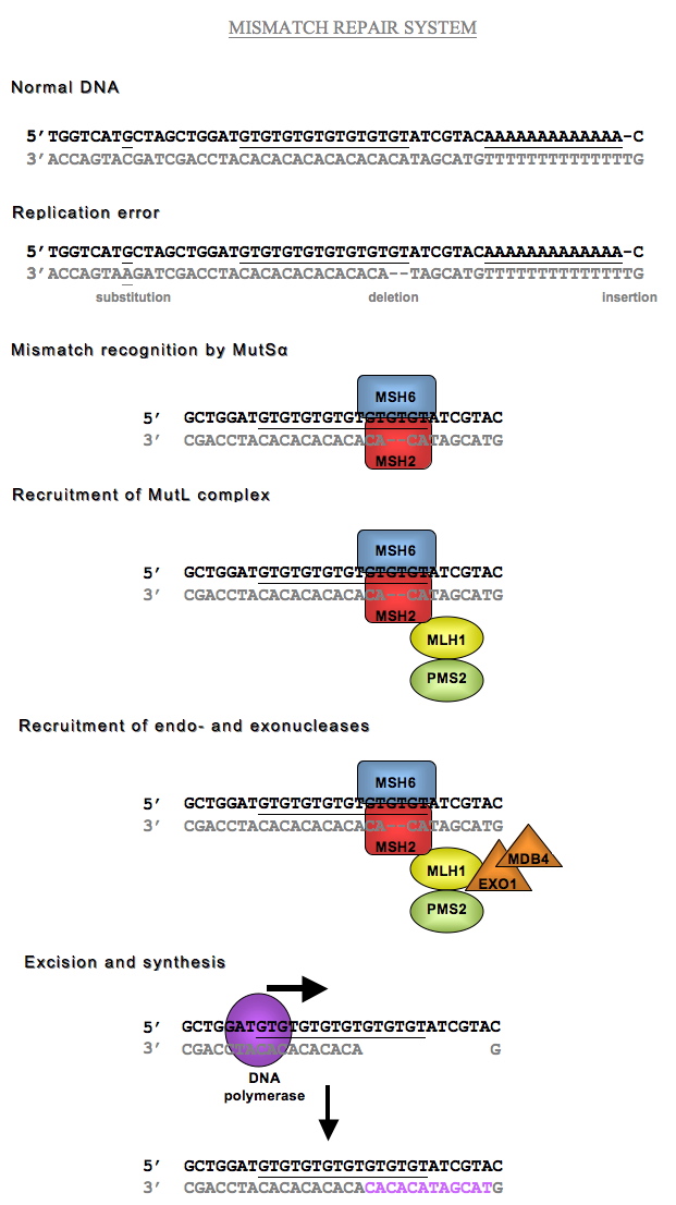 the umd mlh1 database the protein